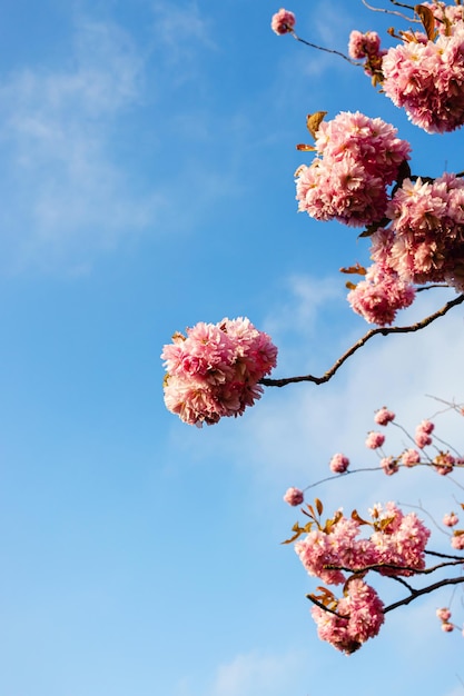 Premium photo pink and white japanese cherry blossom tree against clear blue sky with copy space botany spring background floral minimal position sakura in bloom
