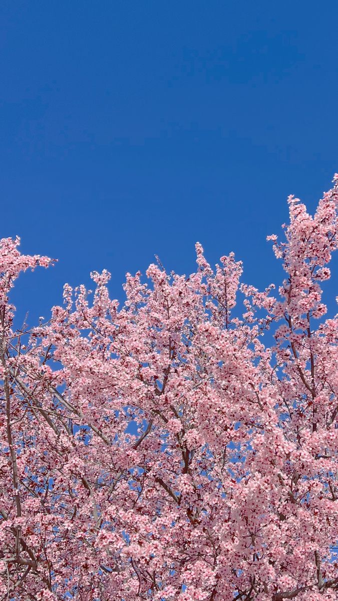Cherry blossom wallpaper cherry blossom wallpaper flower aesthetic spring flowers
