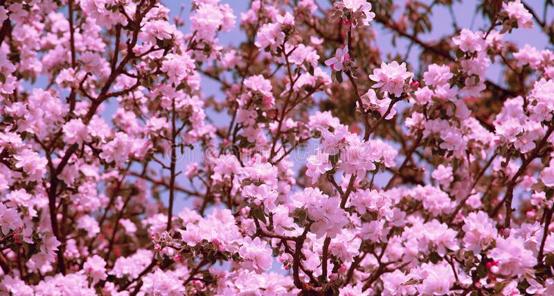 Aesthetics fashion spring wallpaper apple flowers blossom tree stock photo