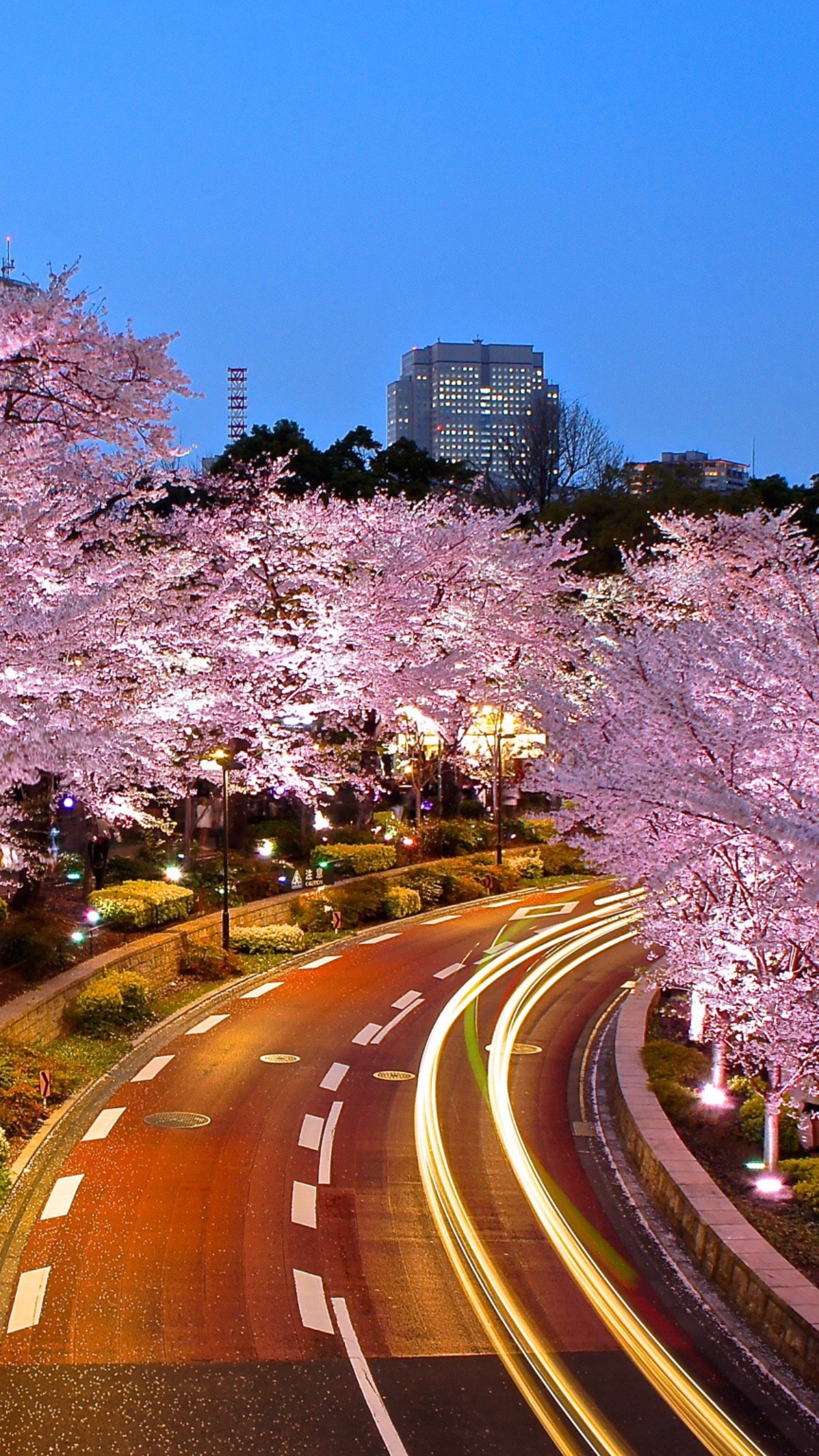 Cherry blossom wallpapers for your iphoneandroid smartphones sakura â experience tokyo â travel discover and explore