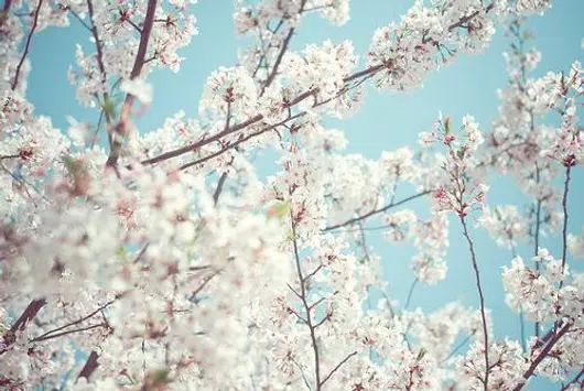 Nature cherry tree wallpapers apk pour android tãlãcharger