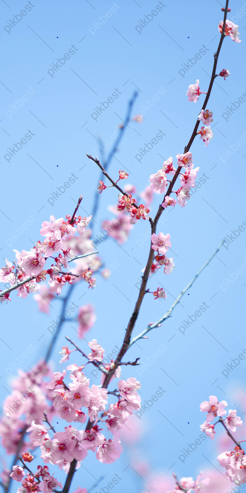 Spring cherry blossom sakura vertical version of photography picture romance phone wallpaper backgrounds psd free download