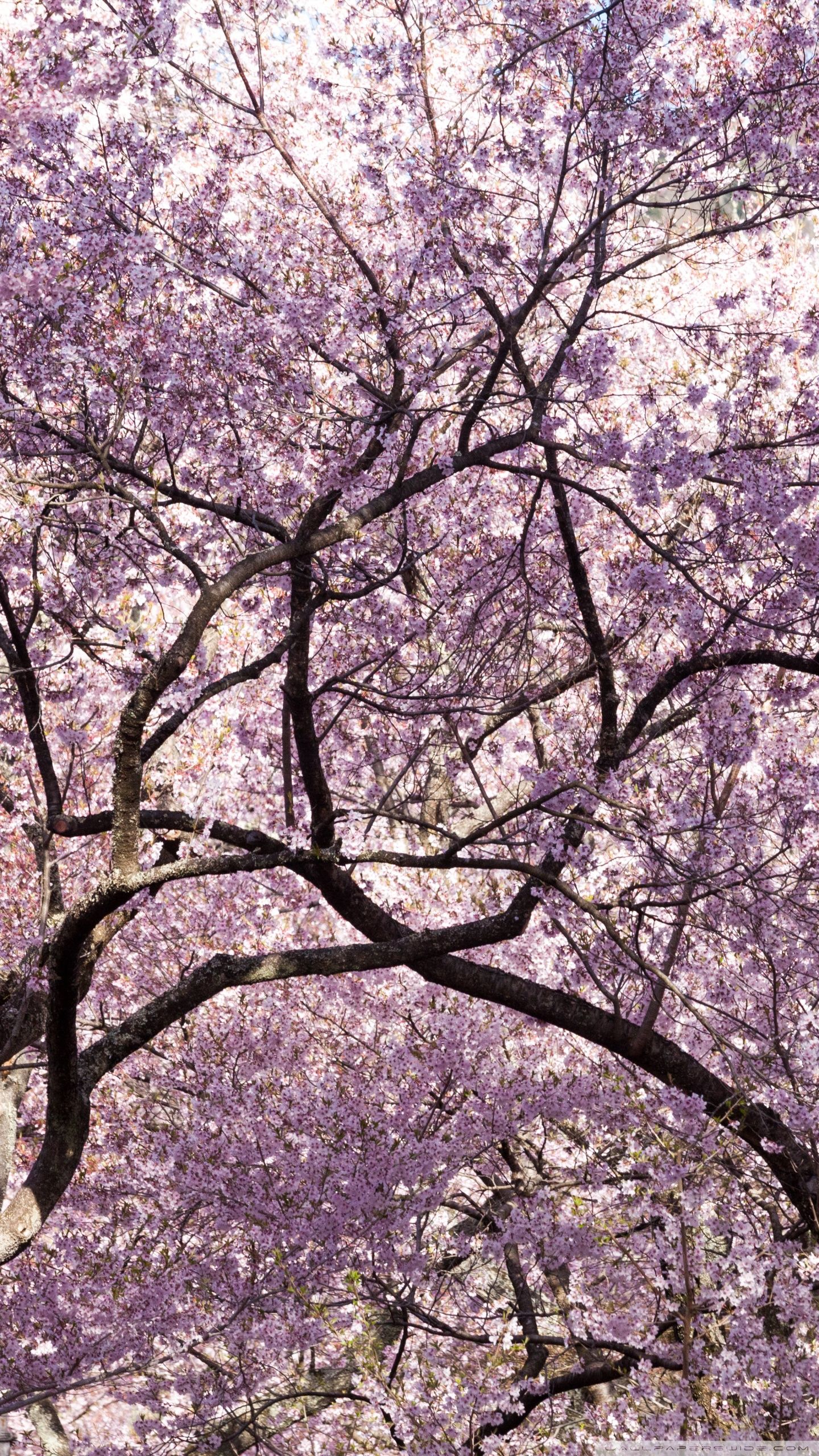 Japanese pink tree aesthetic wallpapers