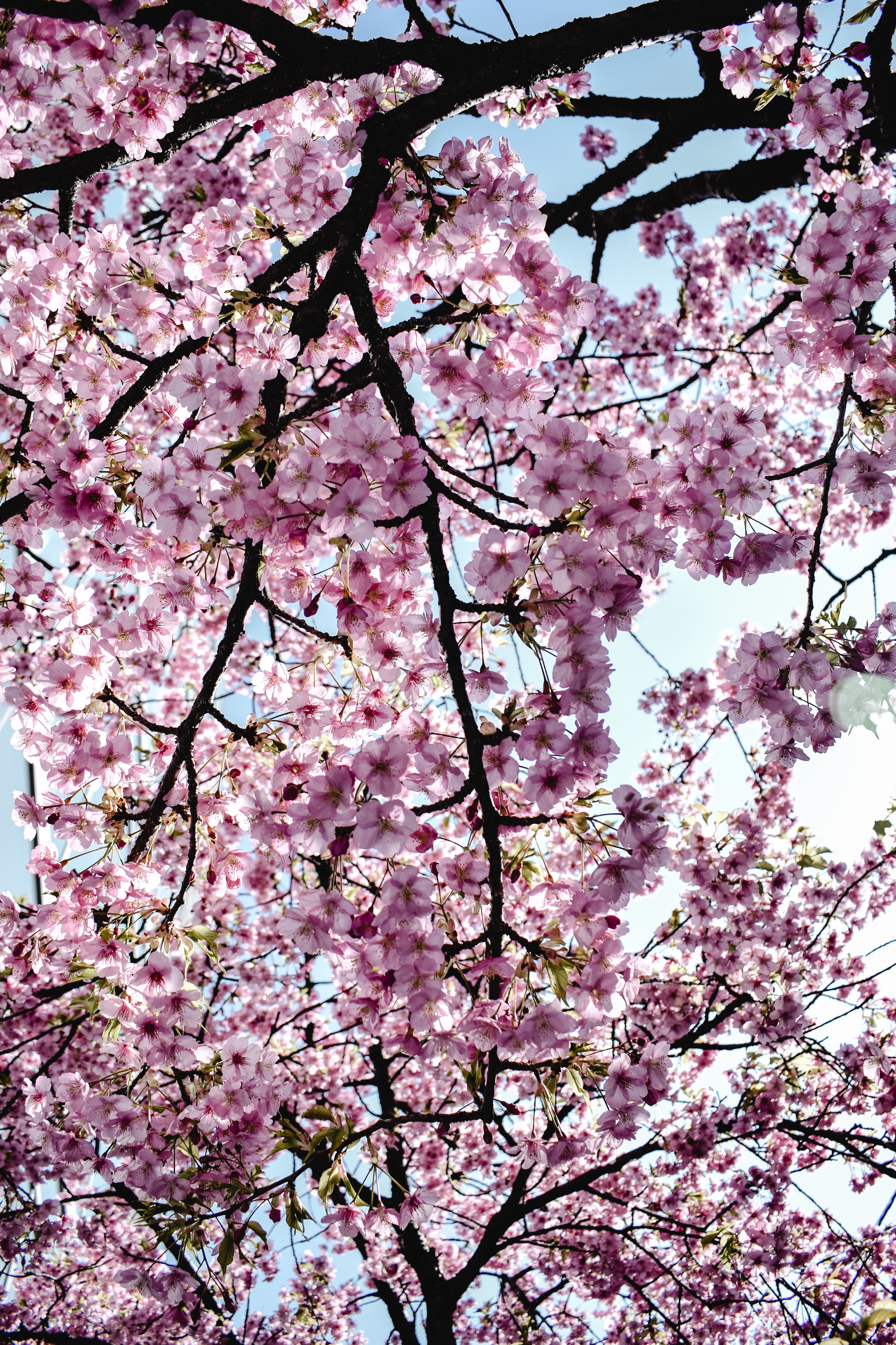 Cherry blossom wallpaper photos download the best free cherry blossom wallpaper stock photos hd images