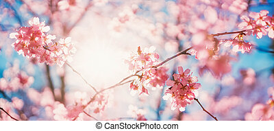 Blurred sakura tree twigs on blue background spring flowers on beautiful sunny day canstock