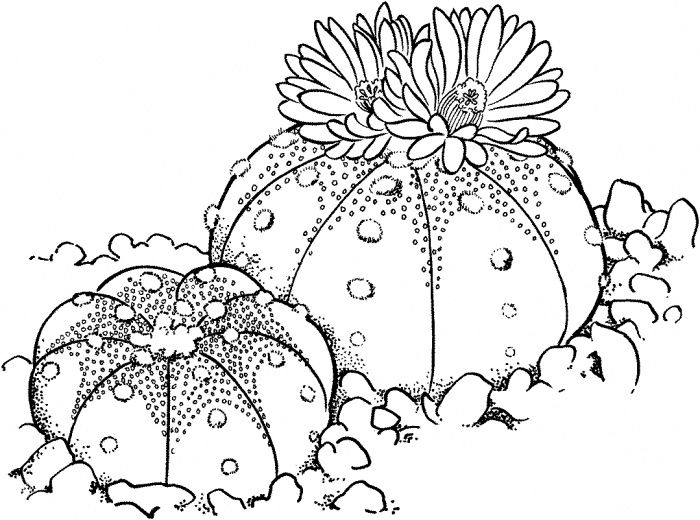 Astrophytum asterias or sand dollar cactus coloring page coloring pages cactus drawing colored pencil artwork
