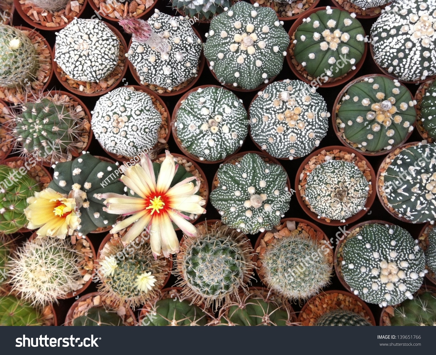 Astrophytum asterias sand dollar cactus stock photo
