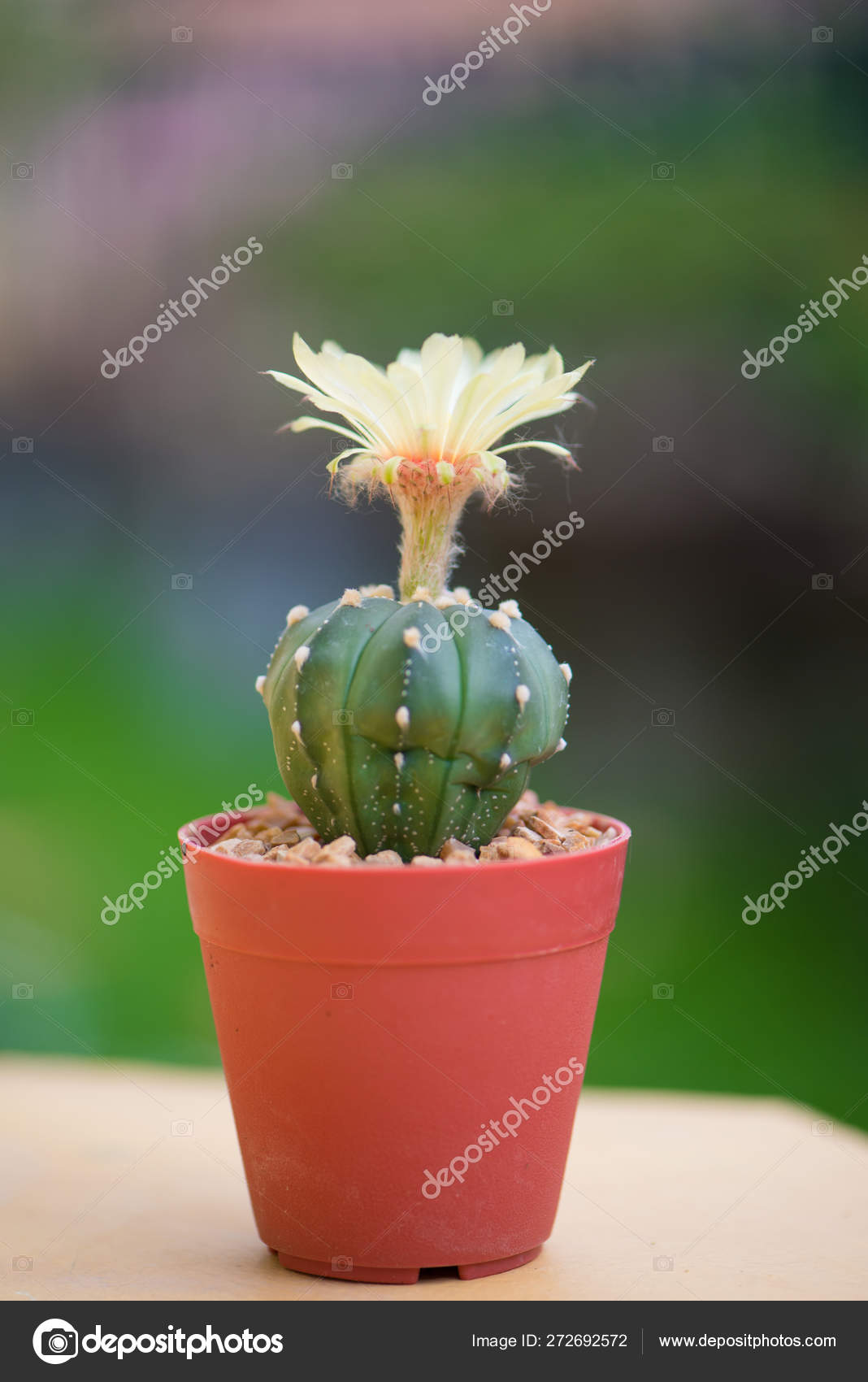 Astrophytum asterias or sand dollar cactus stock photo by khuntapoldep
