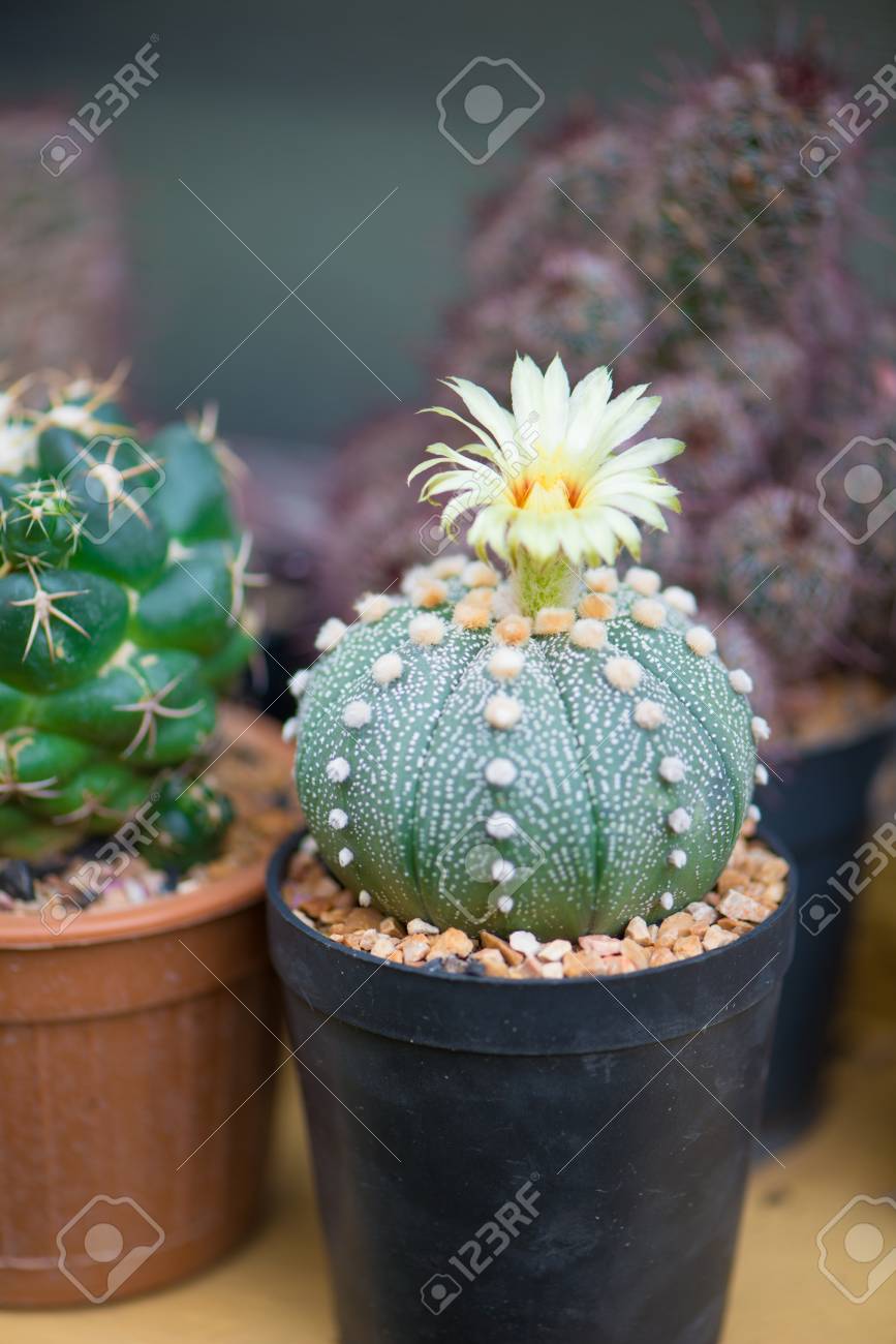 Astrophytum asterias or sand dollar cactus flower stock photo picture and royalty free image image