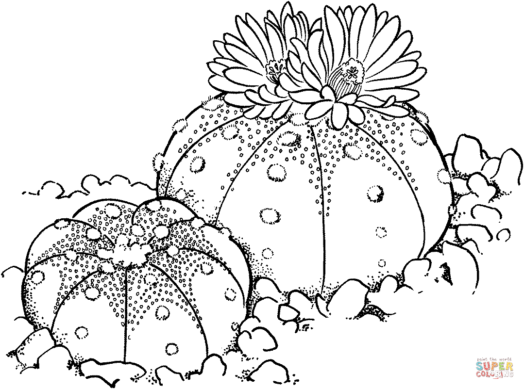 Astrophytum asterias or sand dollar cactus coloring page free printable coloring pages