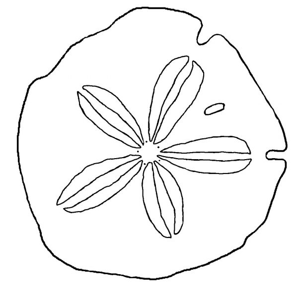 Seashells by millhillsand dollar coloring page