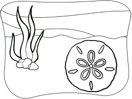 Sand dollar coloring pages and printable activities