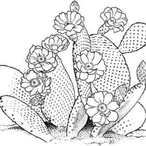 Cactus coloring pages printable for free download