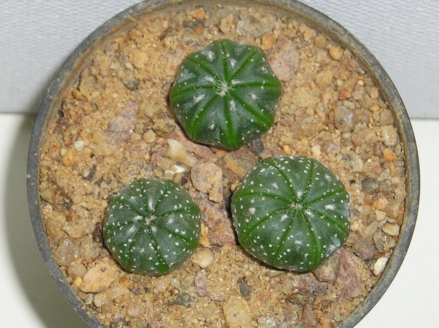 Sand dollar cactus astrophytum asterias flower leaf care uses