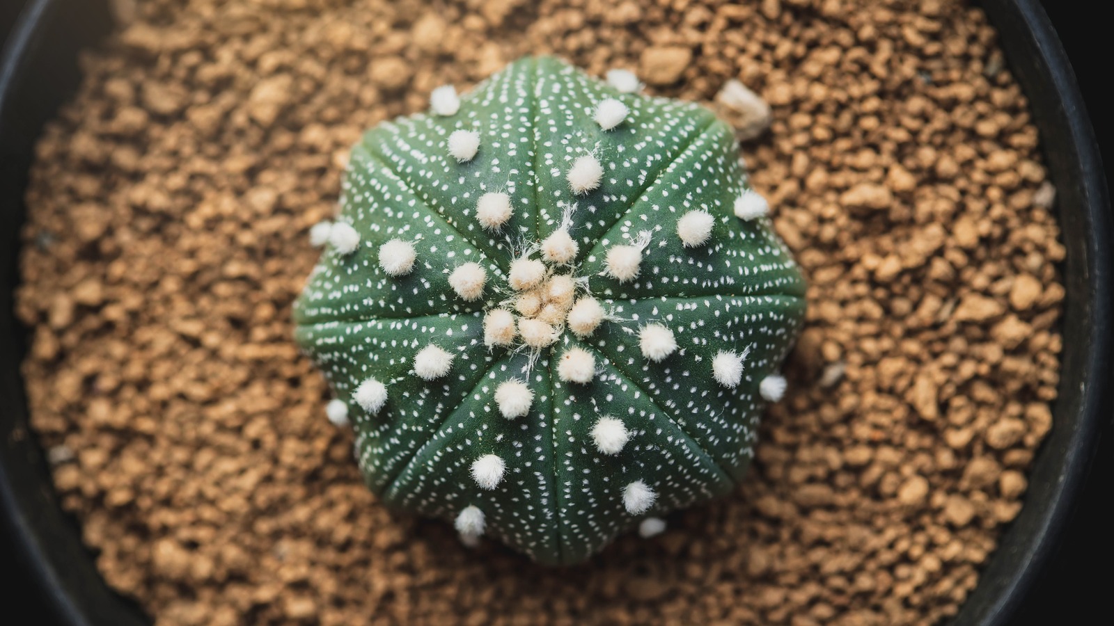 How to care for a star cactus
