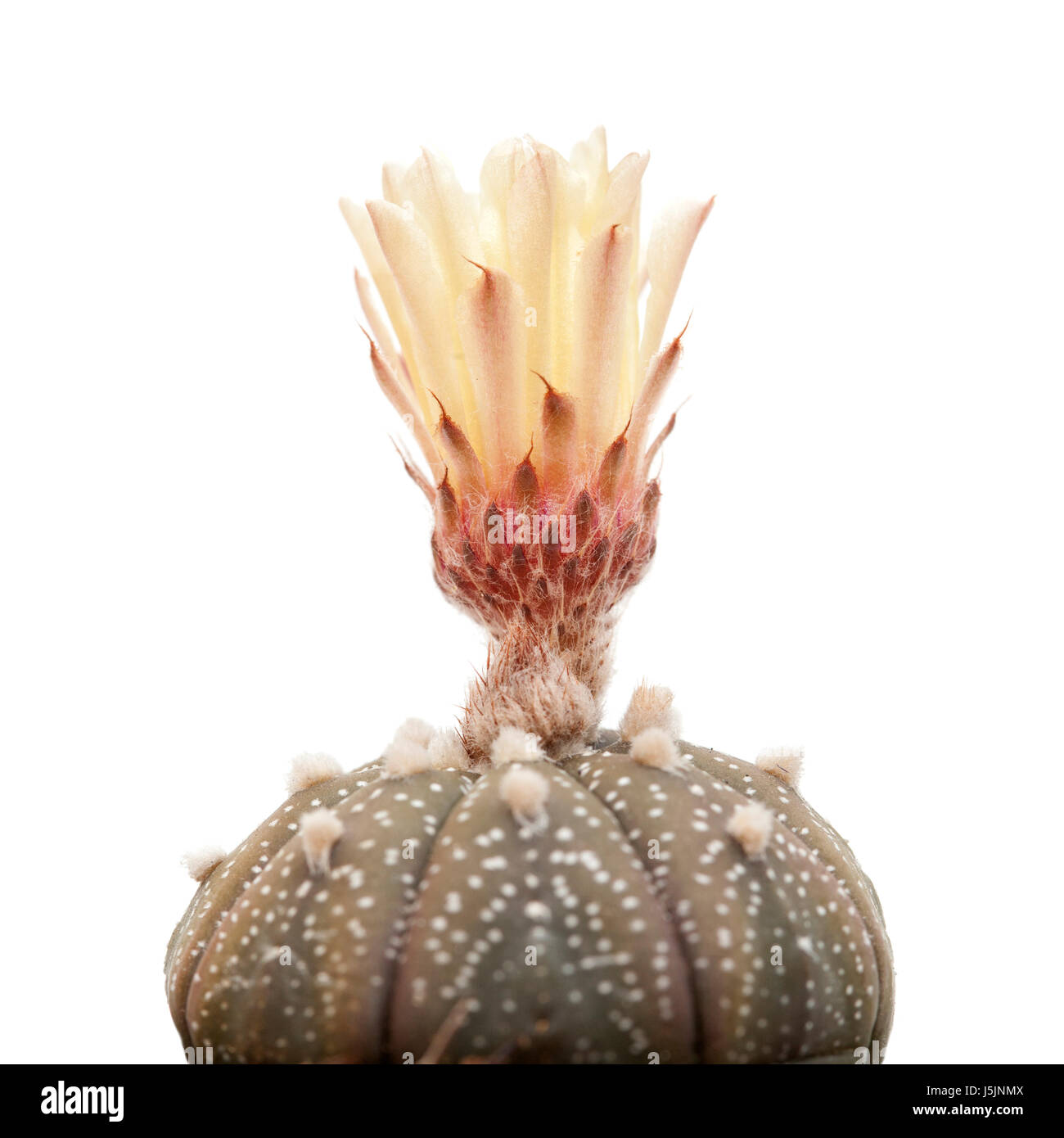 Sea urchin cactus hi