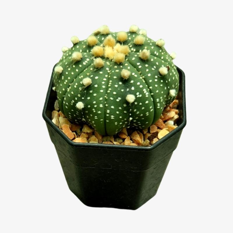 Star astrophytum asterias indoor cactus