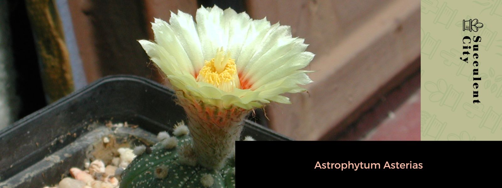 The star cactus astrophytum asterias