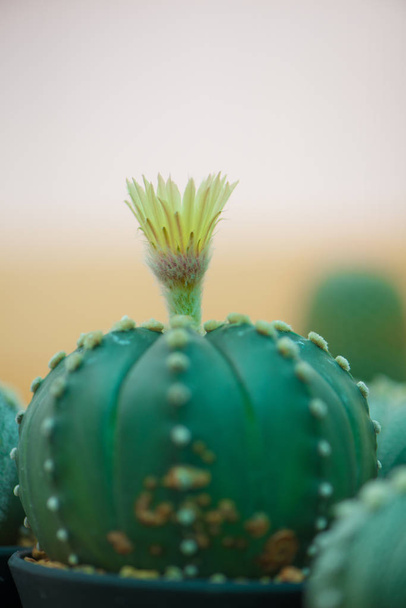 Astrophytum asterias free stock photos images and pictures of astrophytum asterias