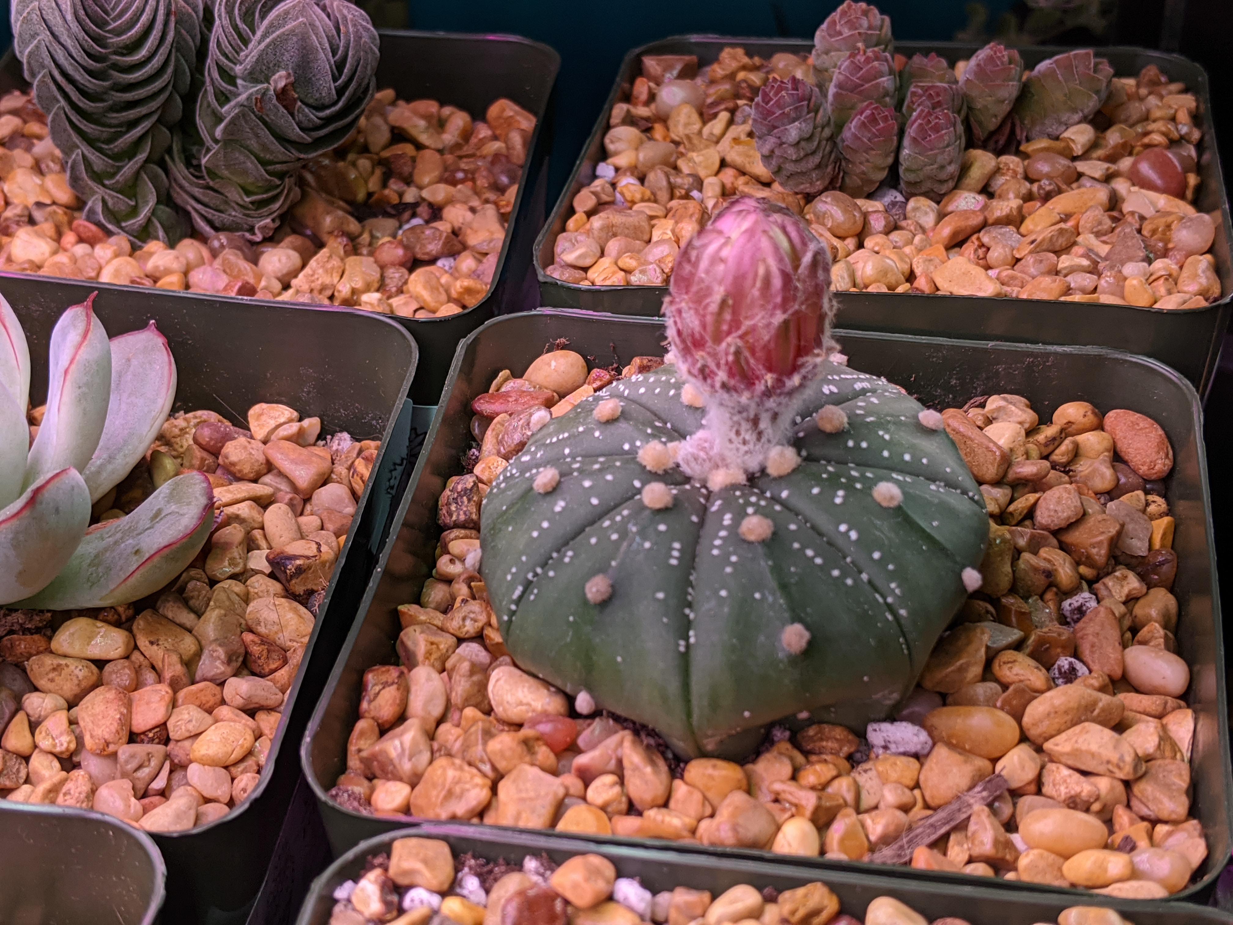 Astrophytum asterias akabana sand dollar cactus working on blooming rsucculents