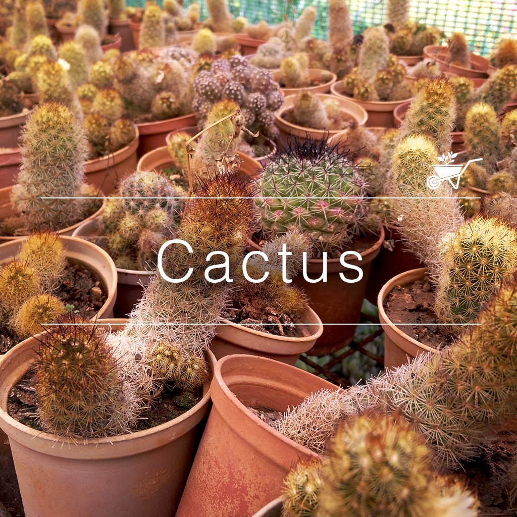 Cactus page