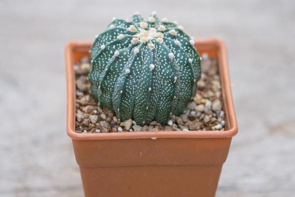 Cactus without spines