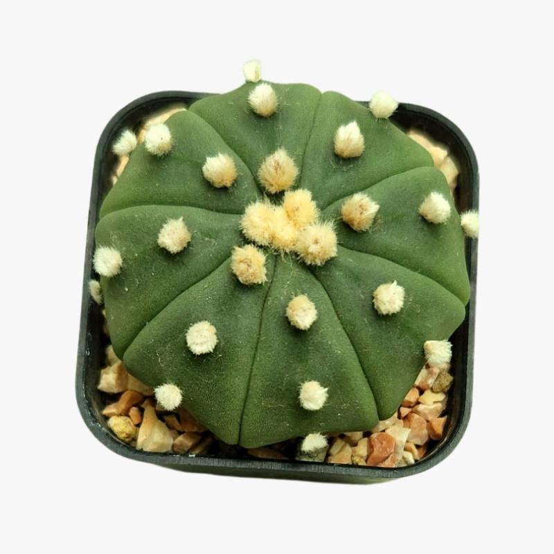 Astrophytum asterias cactus indoor cactus
