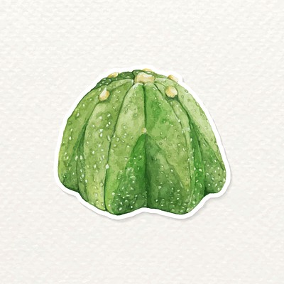 Sand dollar cactus watercolor sticker free png sticker