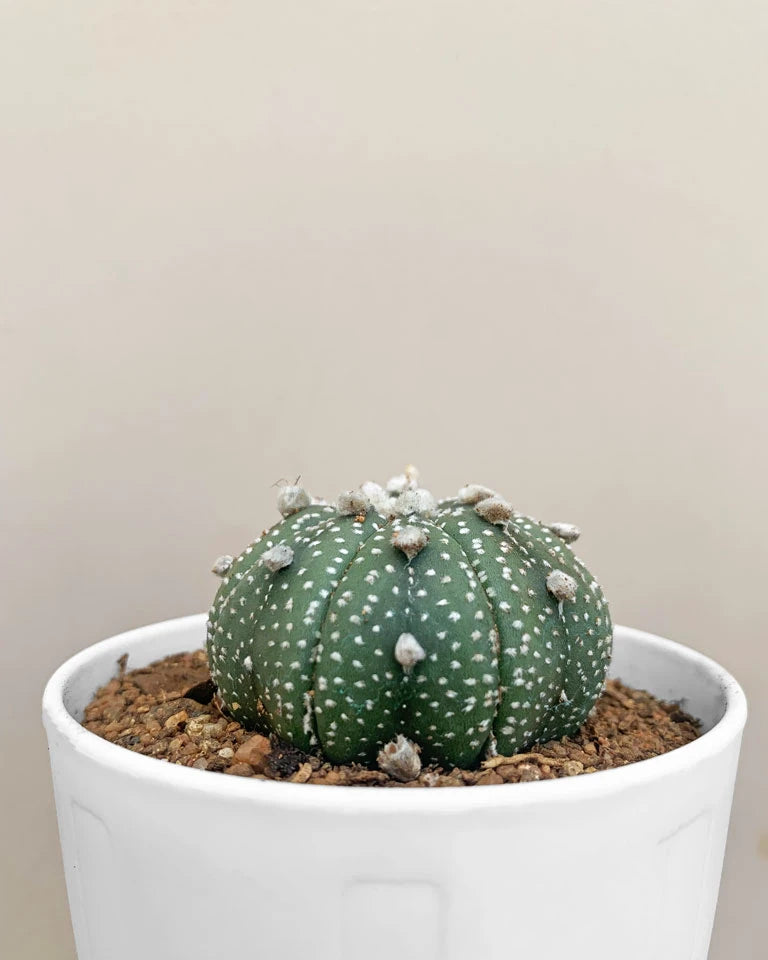 Buy astrophytum asterias cactus unlimited greens â