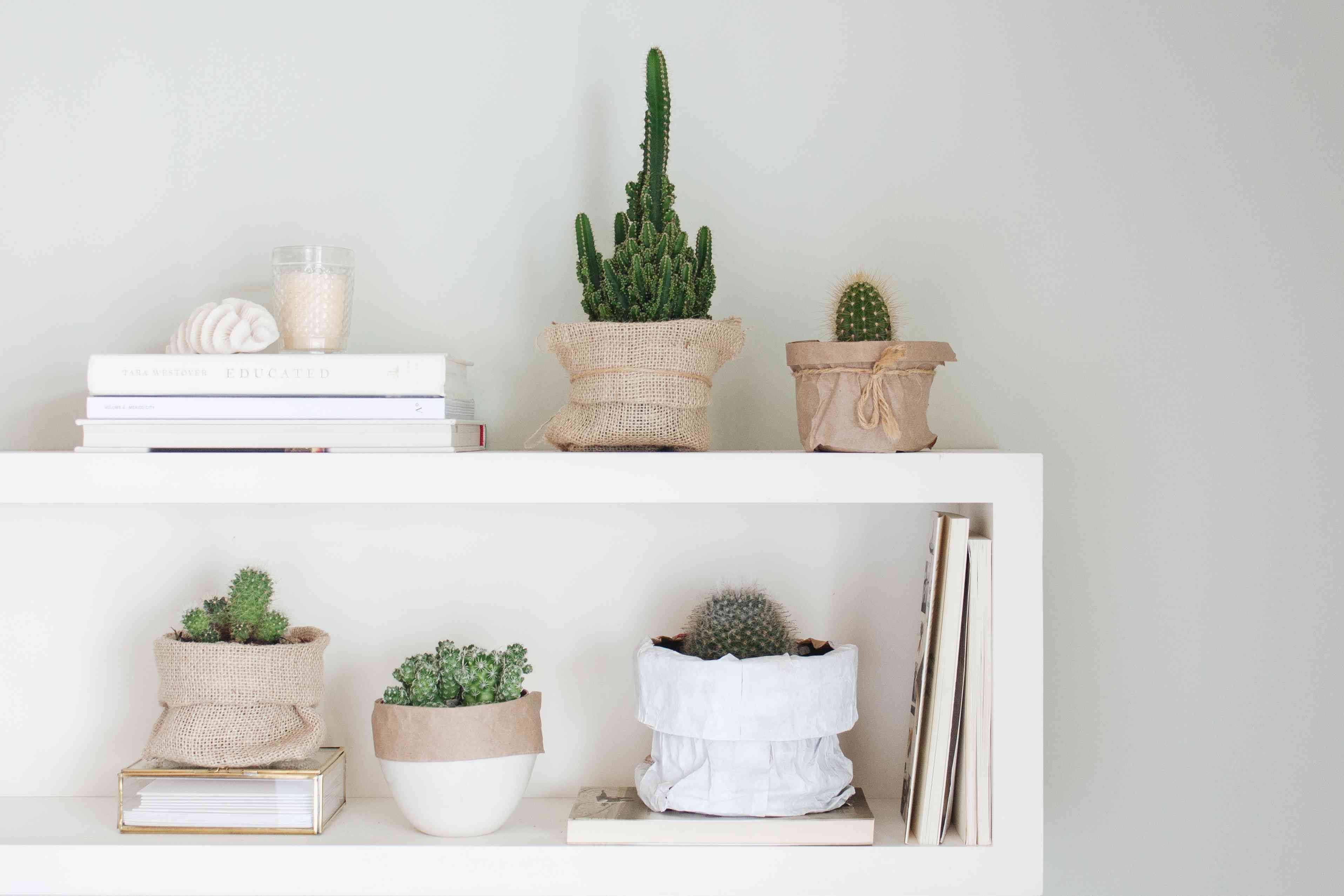 How to grow and care for indoor cactus