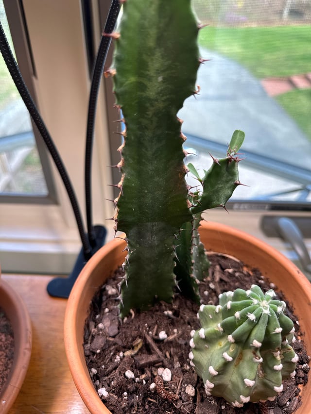 Do these seem healthy the african milk tree has some brown spots around the pricks and i believe the other is a sand dollar cactus why is it tapering at the top