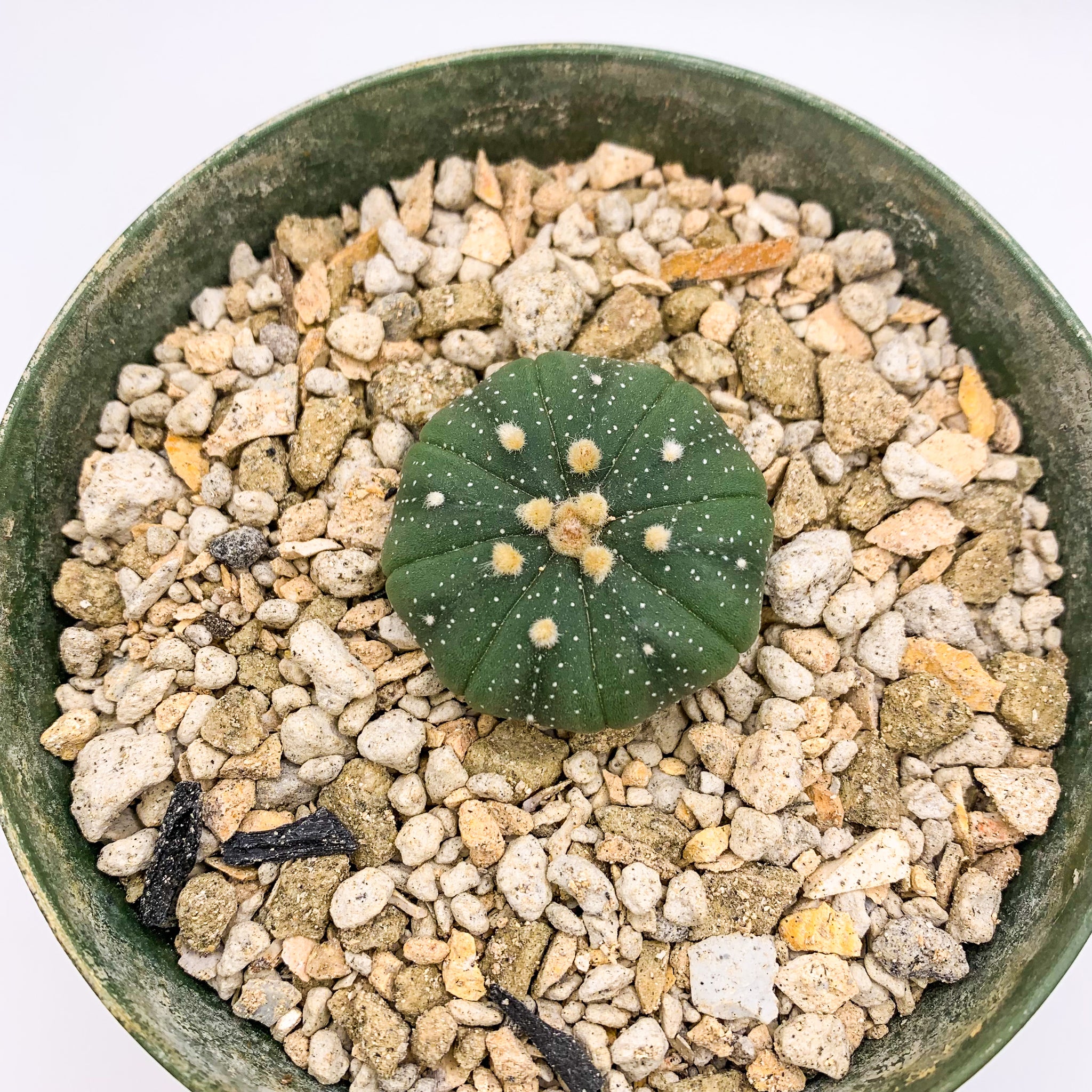 Astrophytum asterias sand dollar cactus