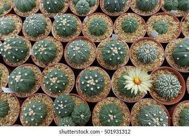 Astrophytum asterias sand dollar cactus stock photo