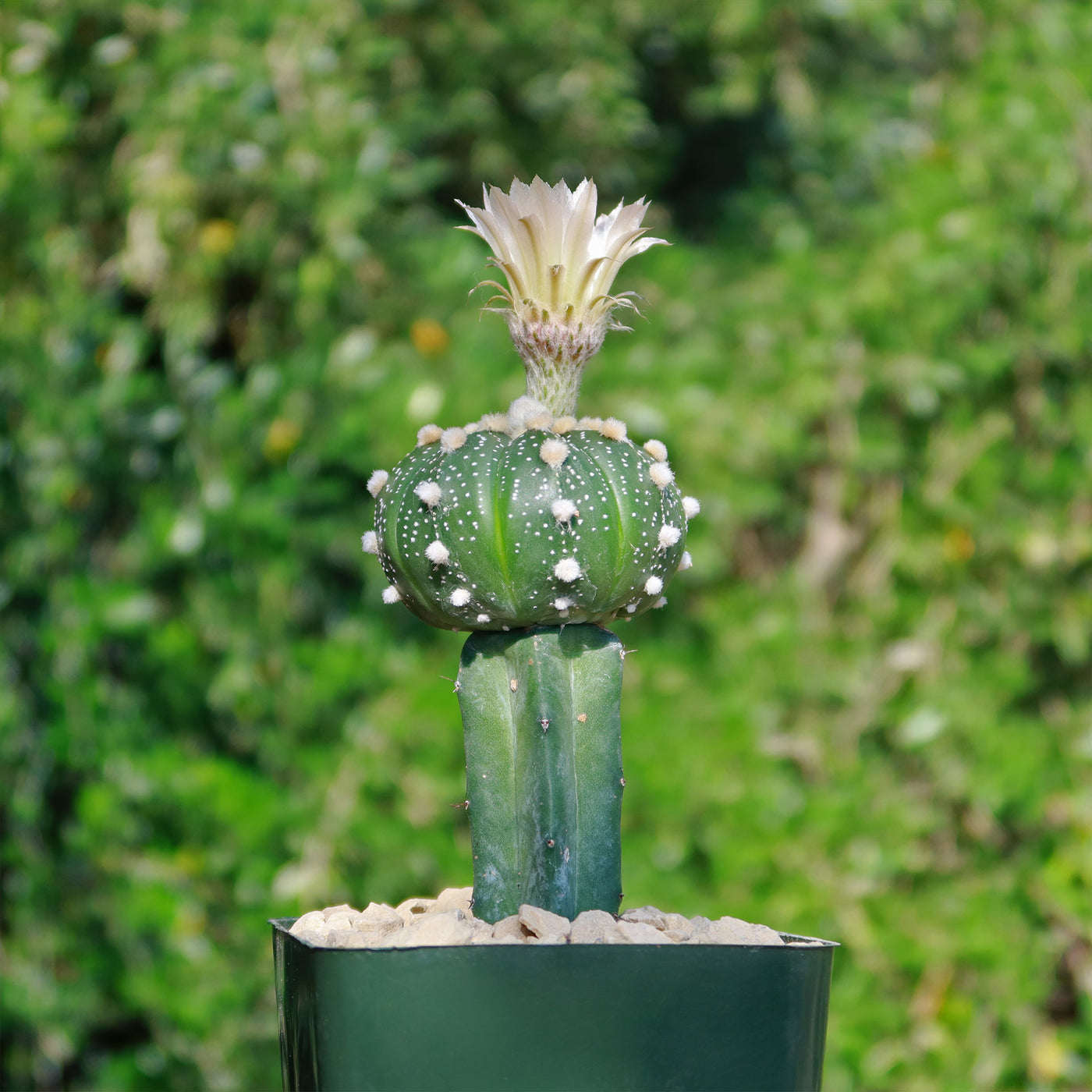 Grafted cactus âsand dollar astrophytum asterias for sale