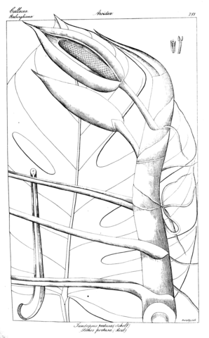Scindapsus pertusus and pothos pertusa coloring page free printable coloring pages