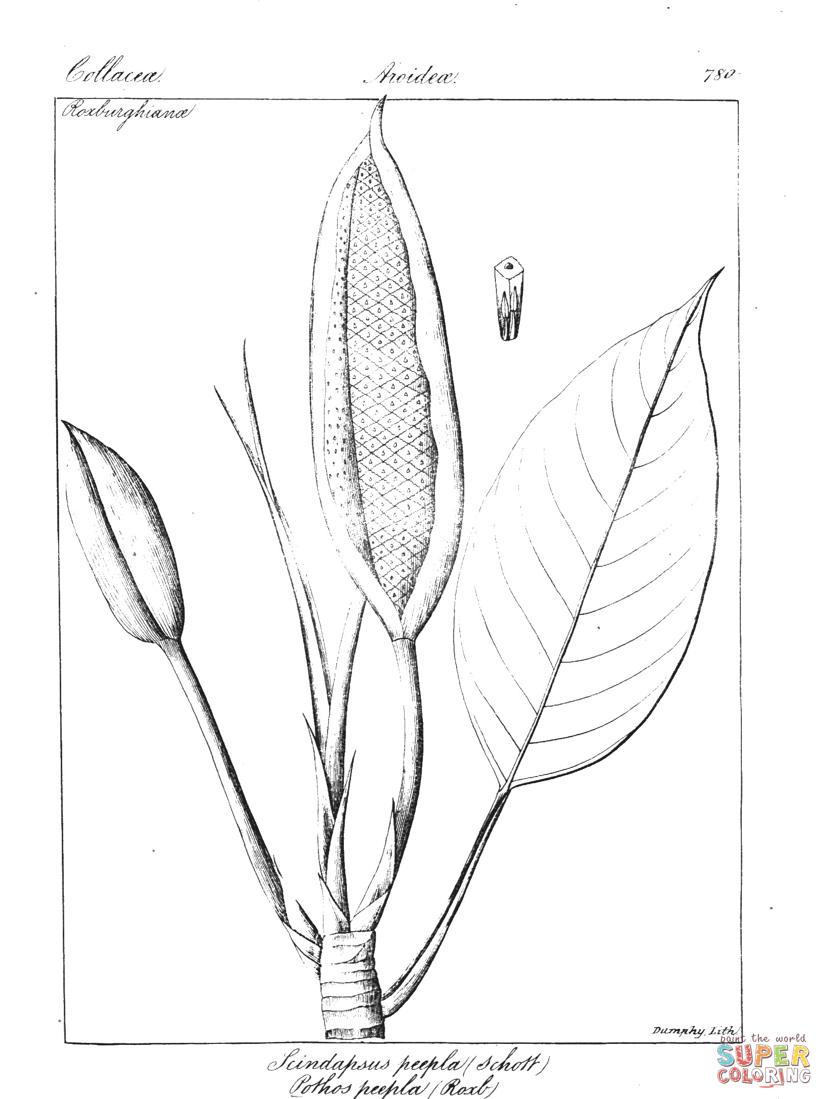 Scindapsus peepla and pothos peepla coloring page free printable coloring pages