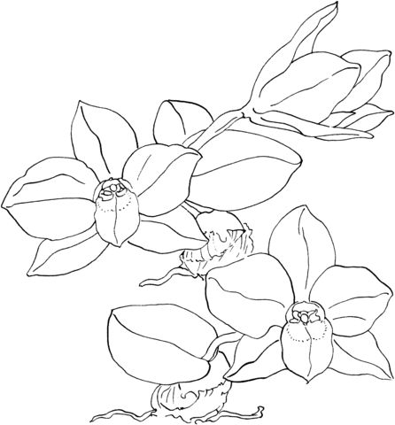 Sophronitis cernua orchid coloring page free printable coloring pages coloring pages flower coloring pages animal coloring pages