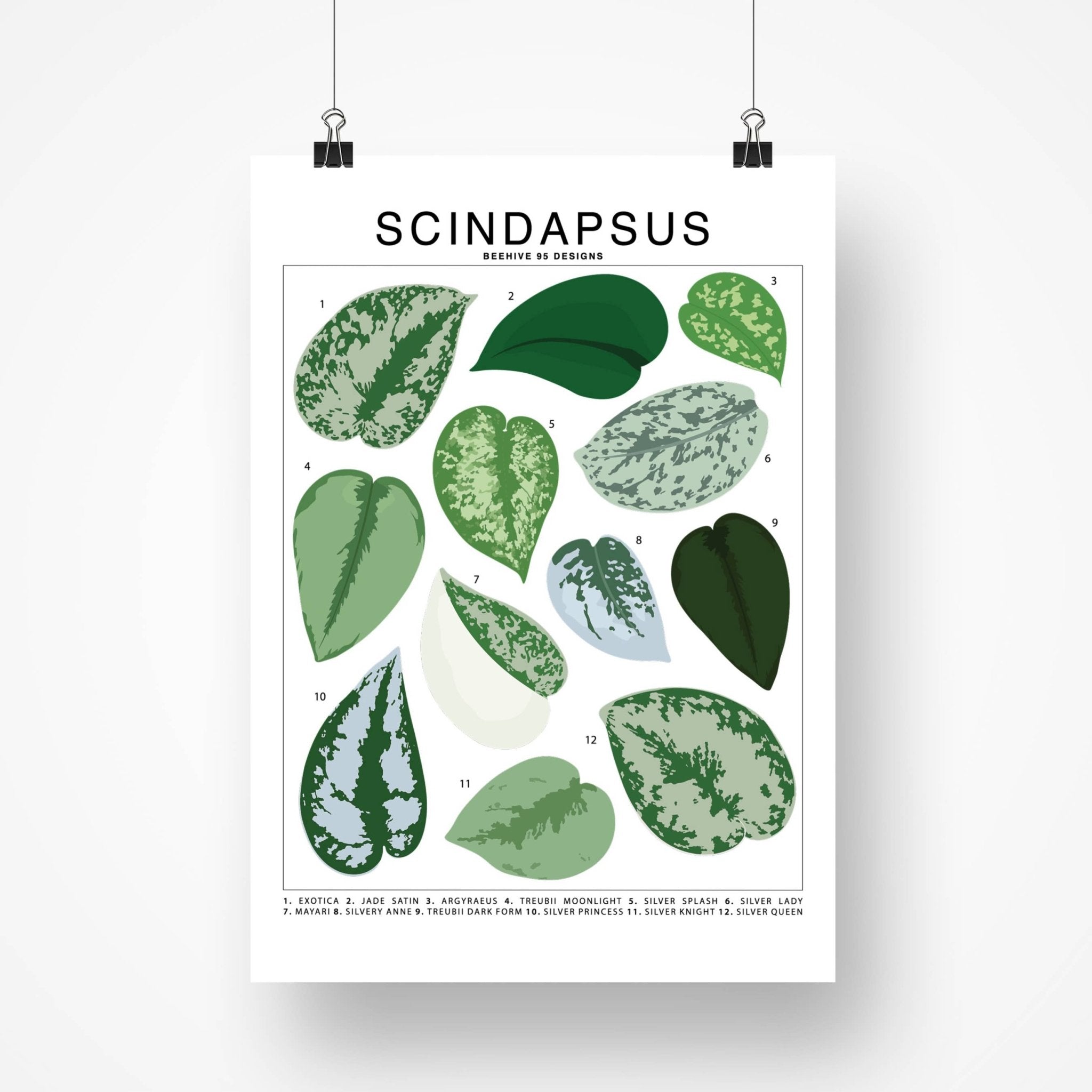 Scindapsus species id chart