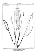Scindapsus officinalis and pathos officinalis coloring page free printable coloring pages