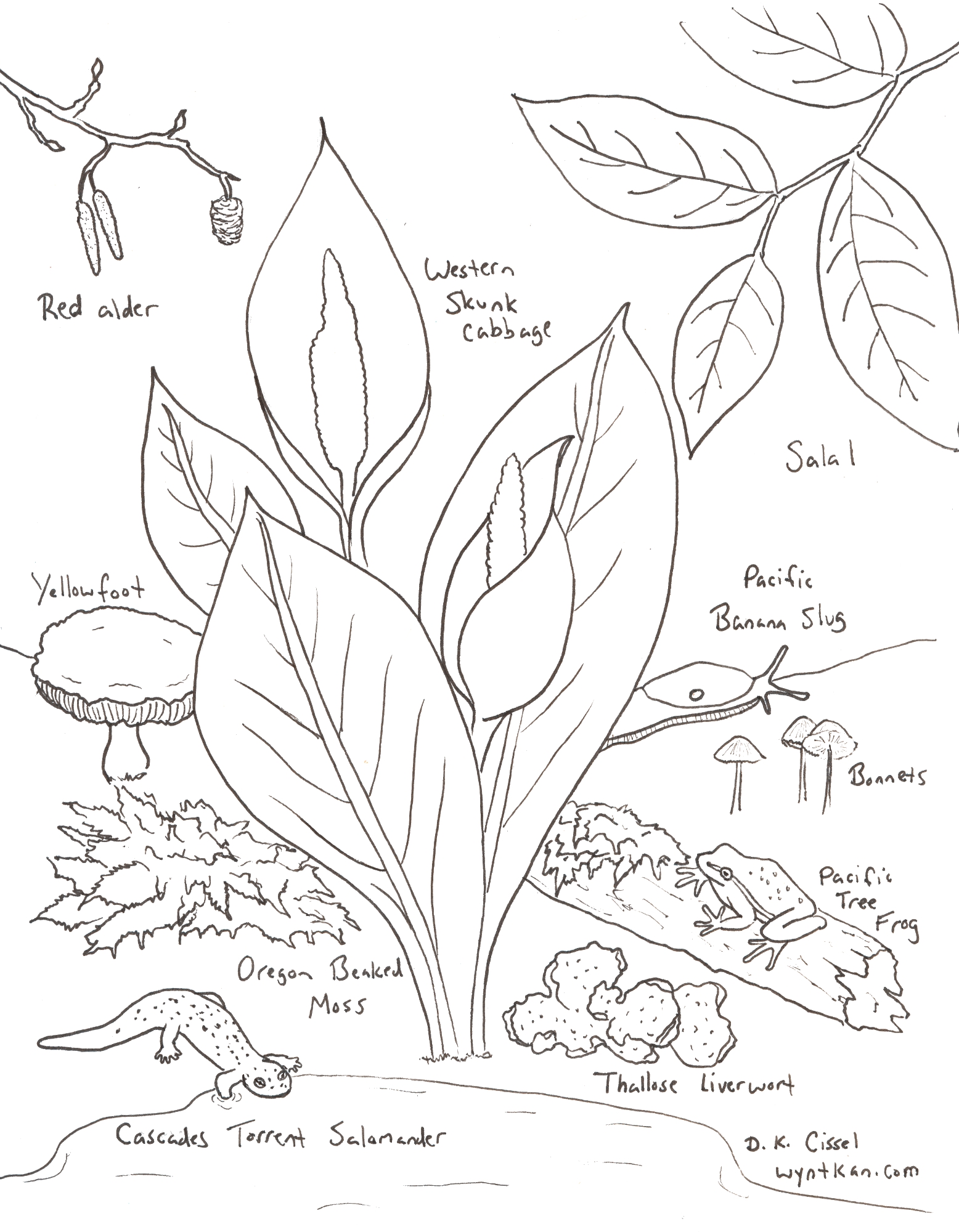 Coloring page wetland spring