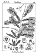 Scindapsus officinalis and pathos officinalis coloring page free printable coloring pages