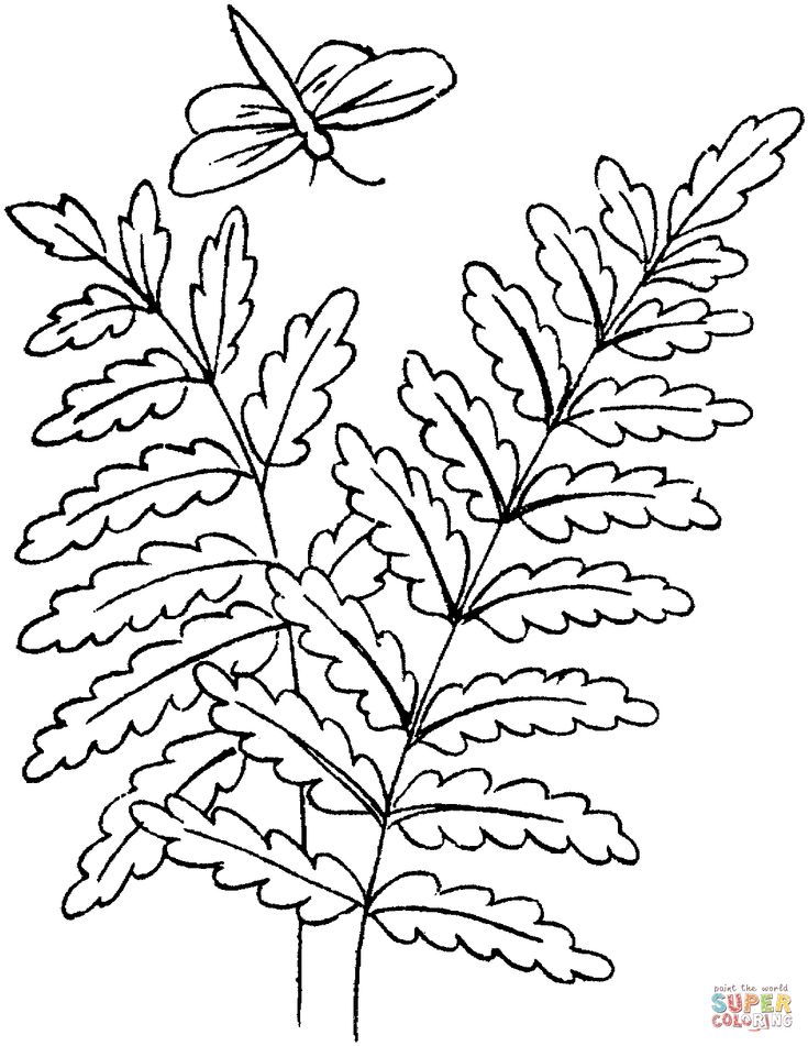 Resultado de imagem para folhas de samambaia coloring pages tree coloring page ferns