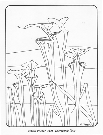 Free carnivorous plant coloring pages