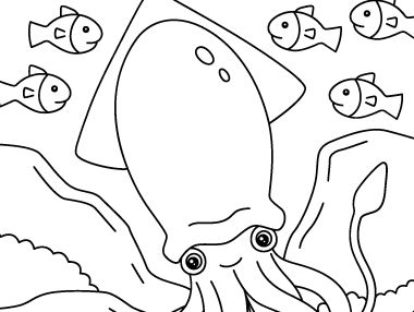 Sea animals colouring pages teaching resources