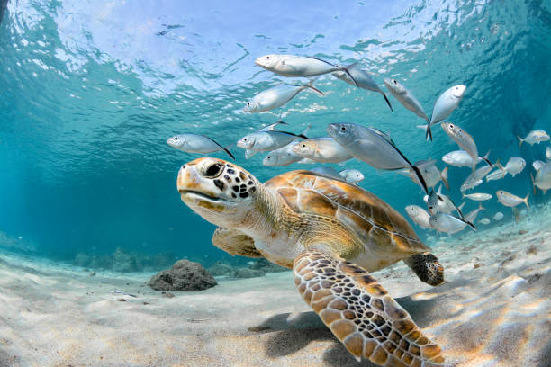 Turtle closeup with school of fish stock photo