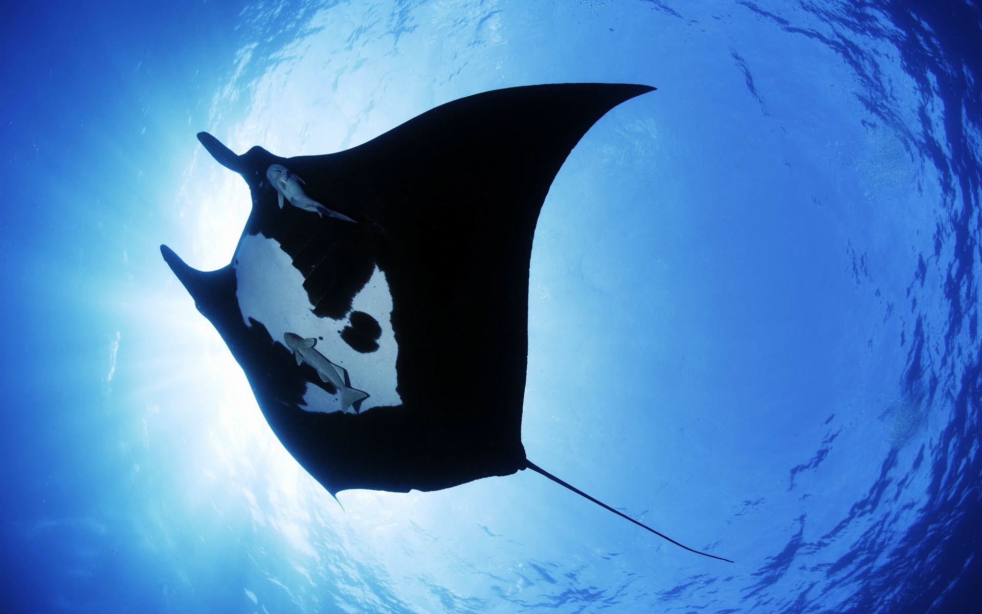 Manta ray sea creature hd animals k wallpapers images backgrounds photos and pictures