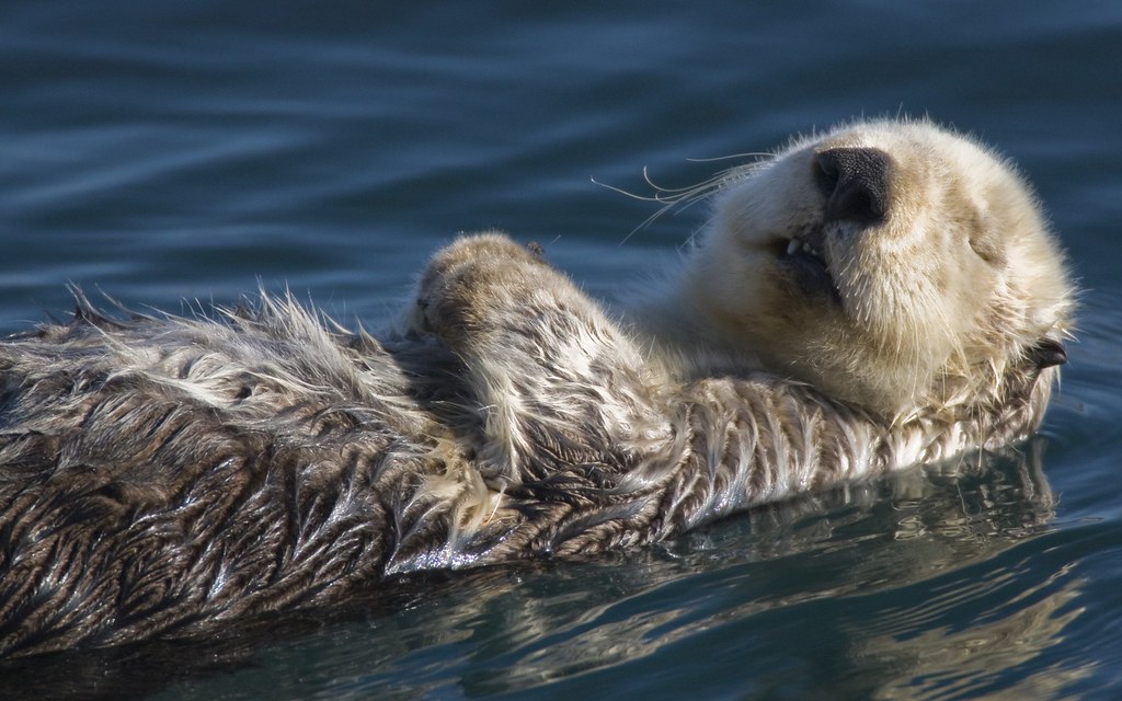 Otter sea animal wallpaper