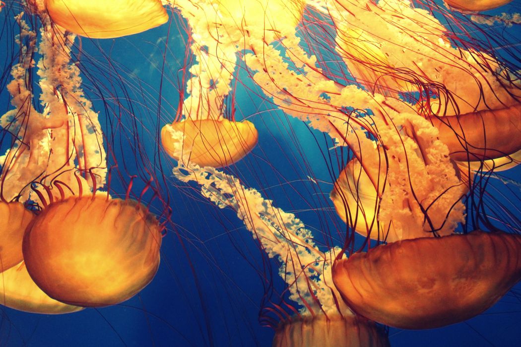 Animals deep ocean deep sea jellyfishes marine life nature ocean sea sea creature tentacles underwater wallpaper x
