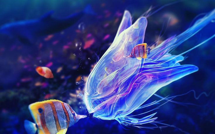 Jellyfish hd wallpapers cool sea creatures fish wallpaper beautiful fish