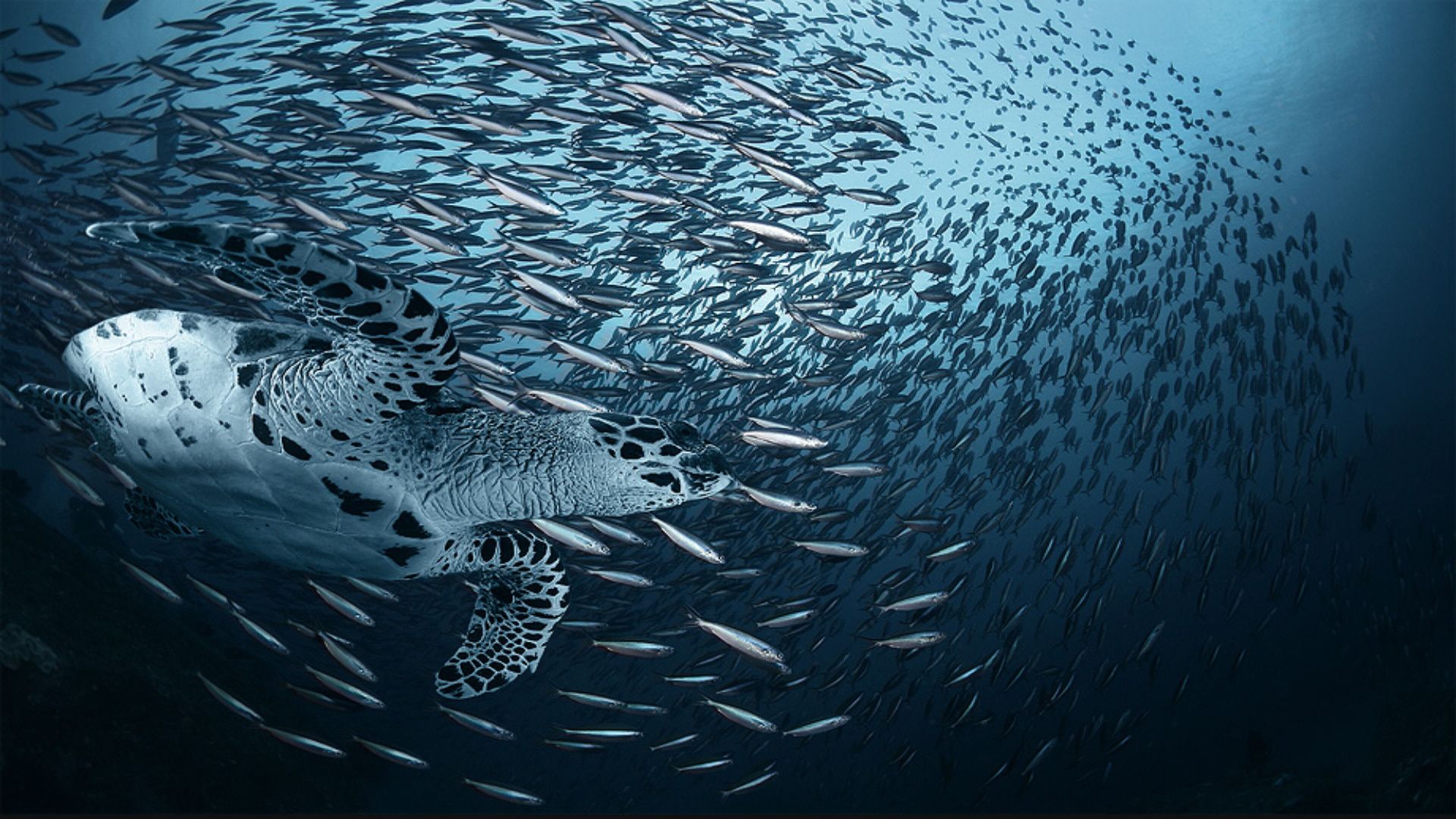 Sea creature wallpapers